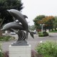 Dolphins-rear view