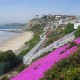 Bluff with flowers Bluff with flowers