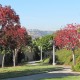 Fall Trees with Hill.11.30.11