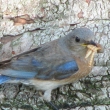 FemaleBluebird2013-1