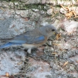 FemaleBluebird2013-2