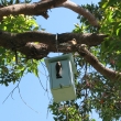 JuvenileCheckingNest2013
