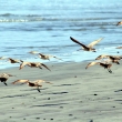 sandpipers