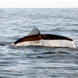 whale-tail-1