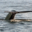 whale-tail-2