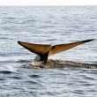 whale-tail-3