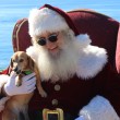 dog-santa